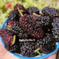 More di Gelso, frutto antico e pregiato