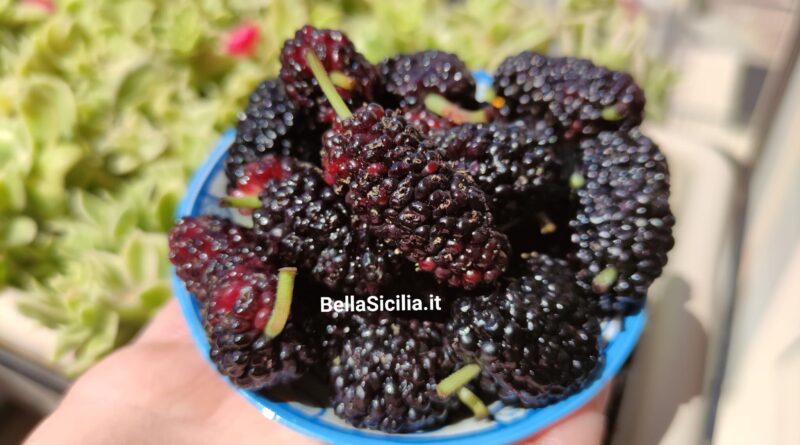 More di Gelso, frutto antico e pregiato
